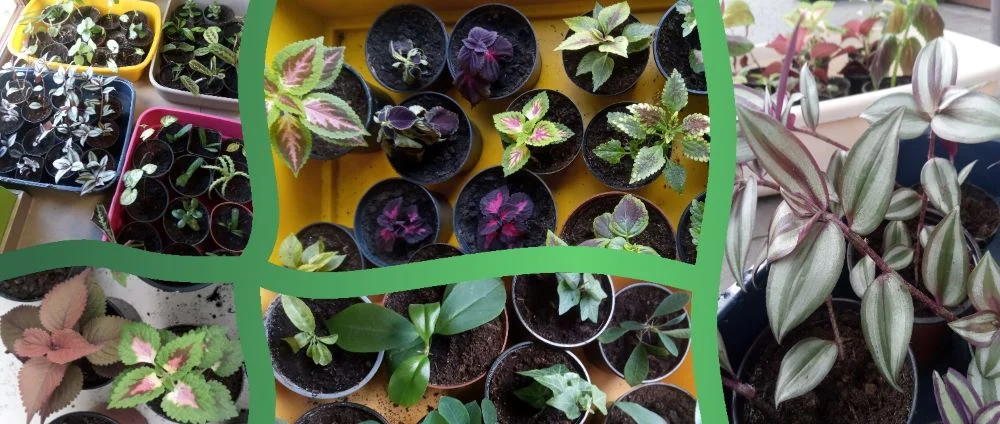 „Adoptuj roślinki - wesprzyj rudzkie kociaki i psinki”. Nowa akcja w „Faunie”