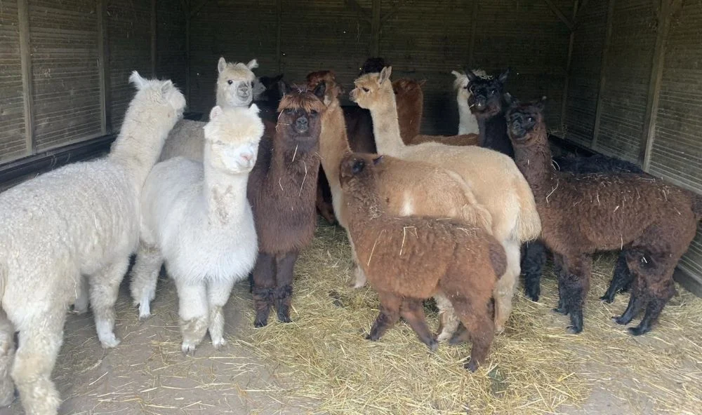 Co dalej z „Alpaka Farm”? Czy właścicielom udało się znaleźć nową siedzibę?