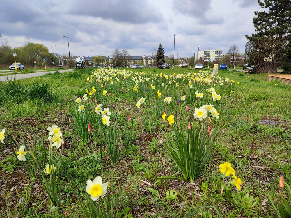 Nasadzenia kwiatów 1