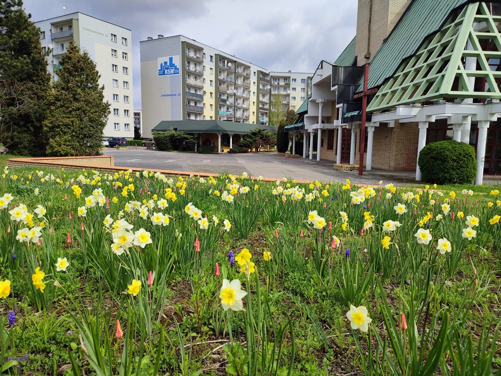 Nasadzenia kwiatów 2