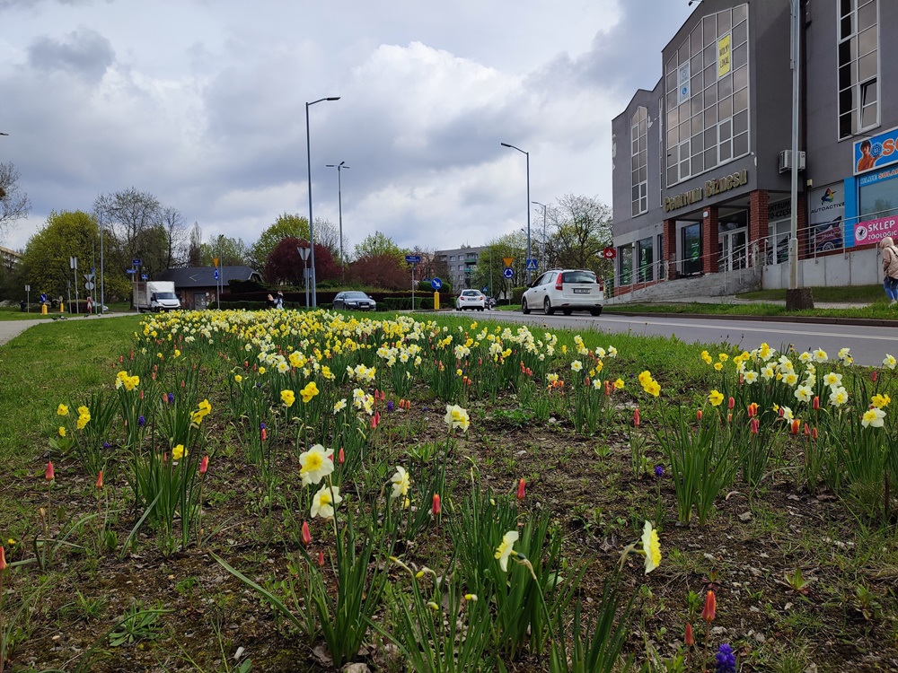 Nasadzenia kwiatów 3