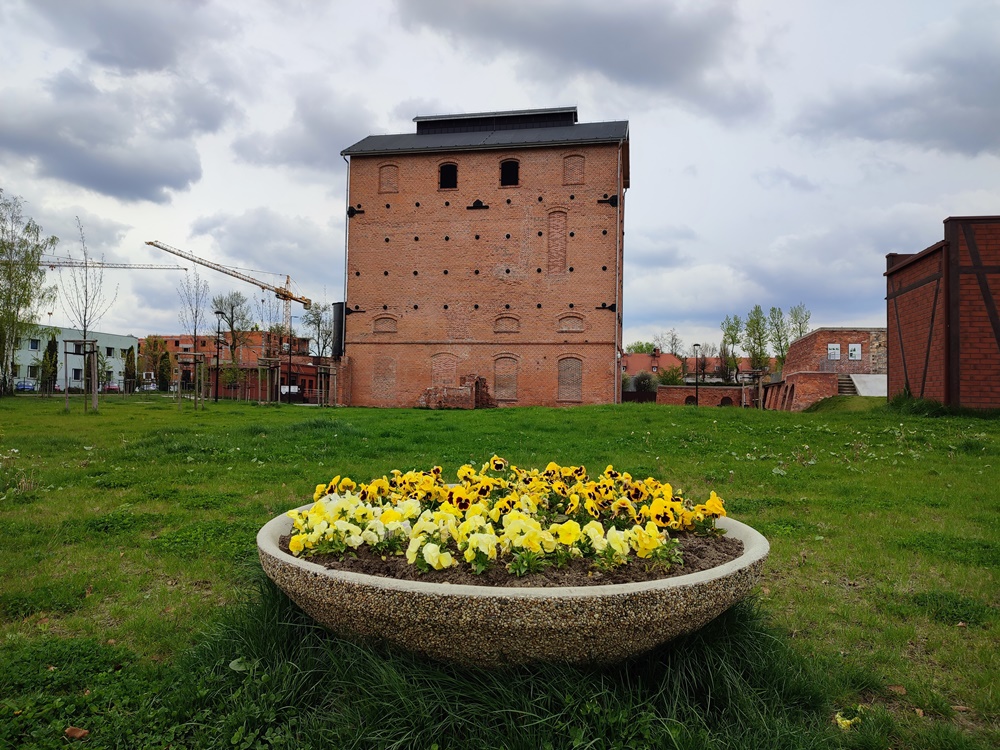 Nasadzenia kwiatów 6