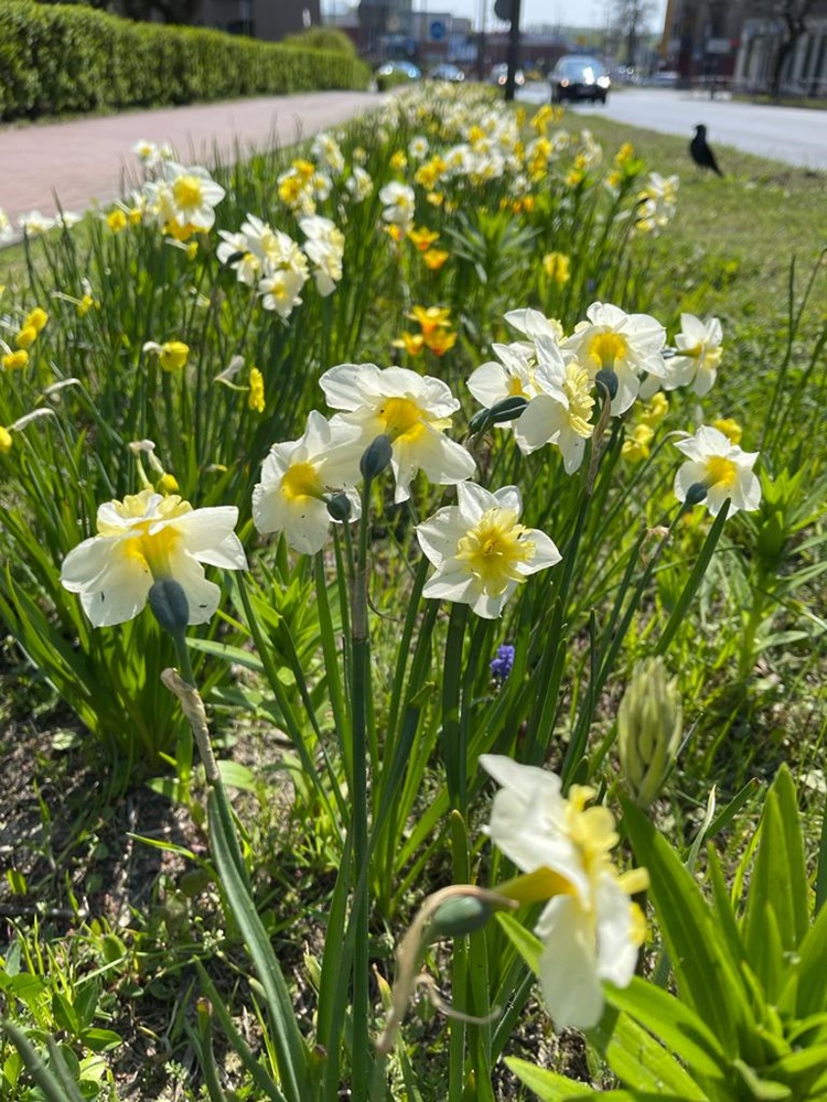 Nasadzenia kwiatów 8