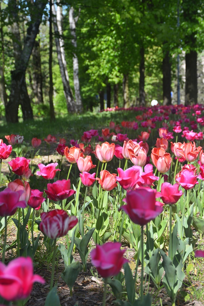 Nasadzenia kwiatów 9