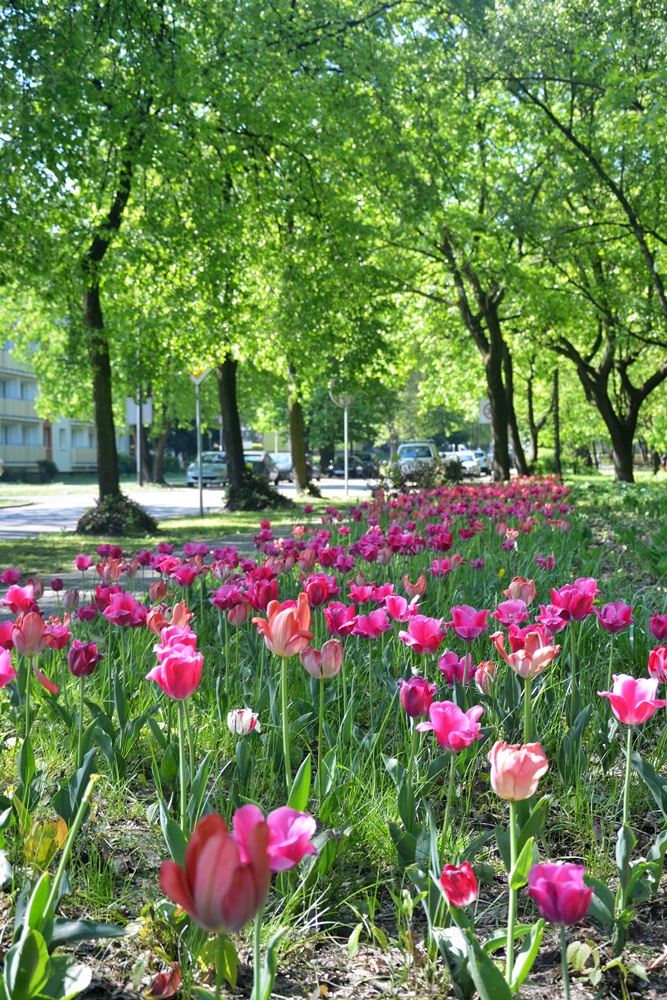 Nasadzenia kwiatów 10