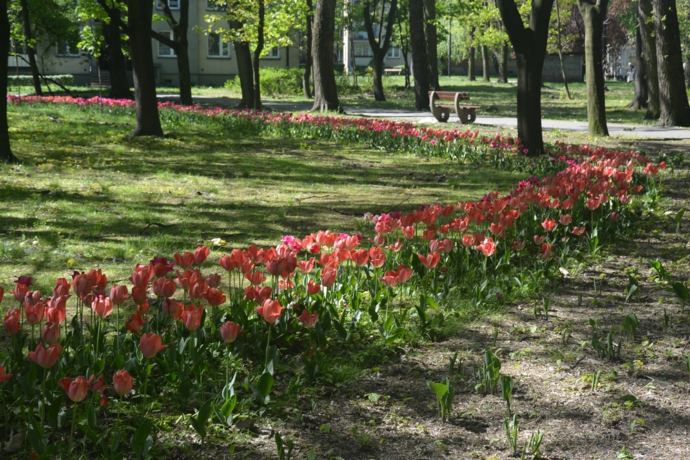 Nasadzenia kwiatów 11