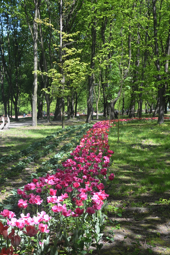 Nasadzenia kwiatów 12