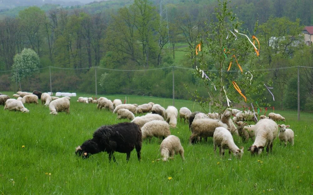 Sezon pasterski w Brennej oficjalnie rozpoczęty!