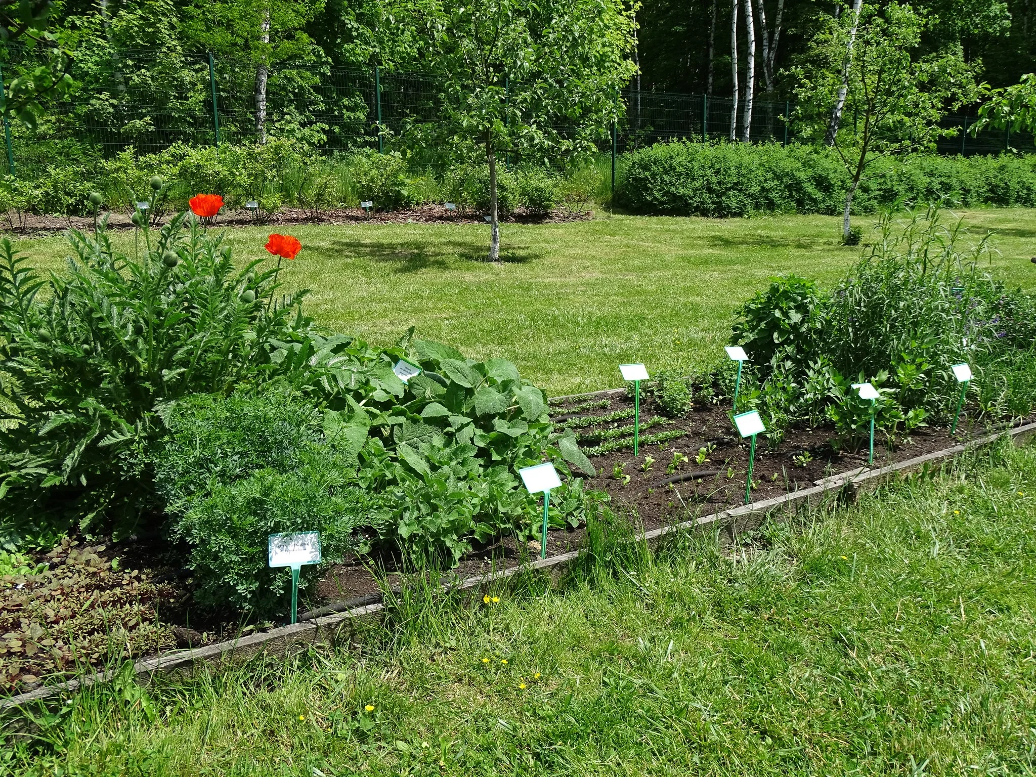 W Śląskim Ogrodzie Botanicznym w Radzionkowie grasuje złodziej! Kradnie sadzonki pomidorów, ale też rabarbar czy pigwy