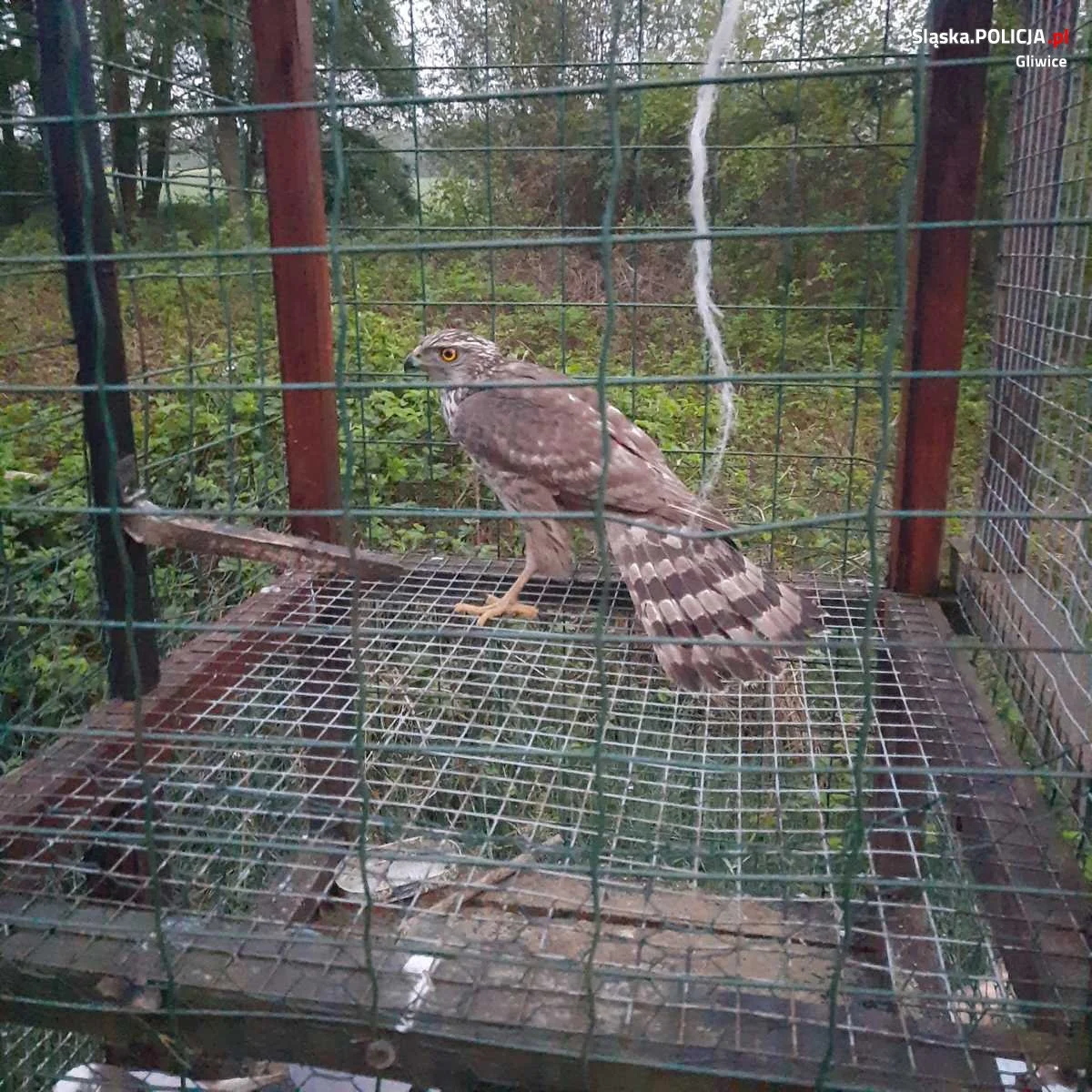 Policjanci uwolnili z potrzasku jastrzębia!