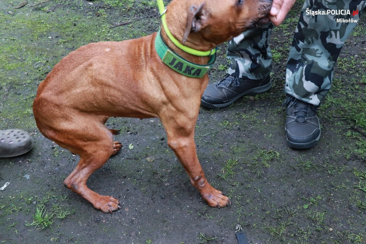 [FOTO] Dramat zwierząt w Orzeszu! Zaniedbane i chore psy przebywały w ciasnych klatkach bez dostępu do wody!