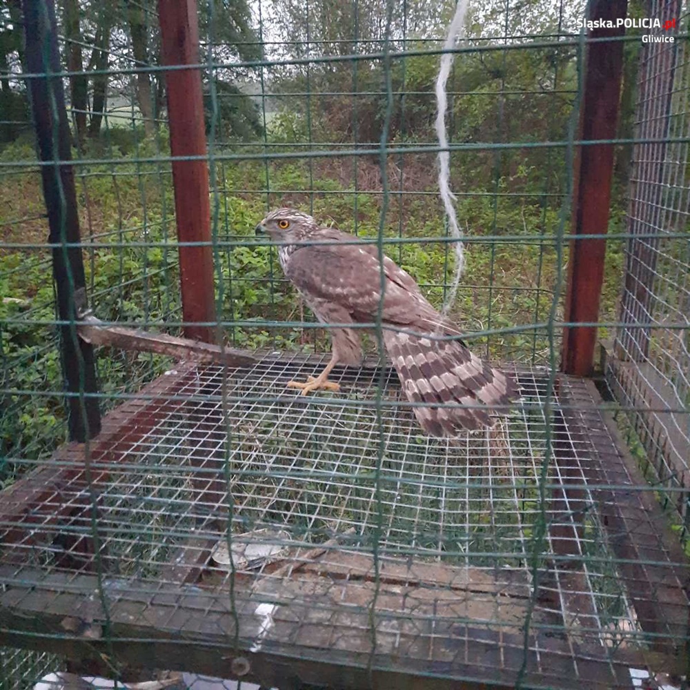 Pyskowiccy policjanci uwolnili z potrzasku jastrzębia