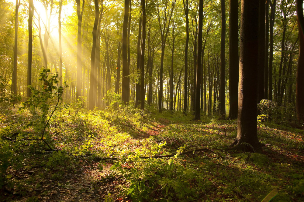 Bytom: Na spacer po Segiecie