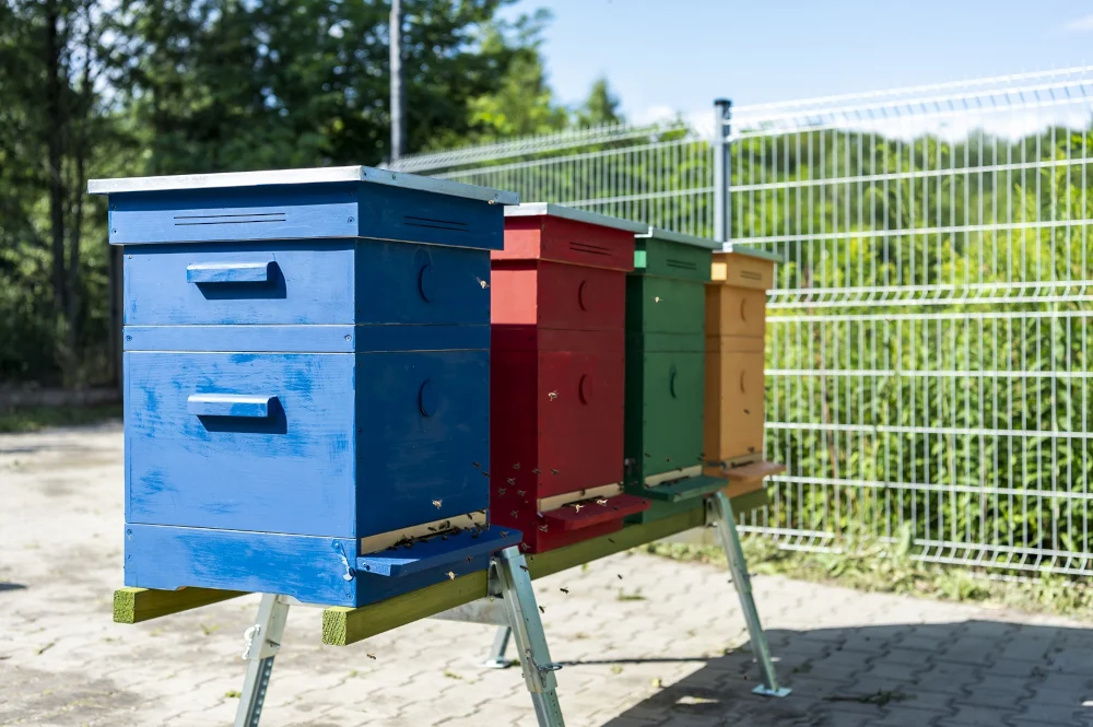 Bytom: Poznaj zwyczaje pszczół i odwiedź pszczelą rodzinę podczas Światowego Dnia Pszczół
