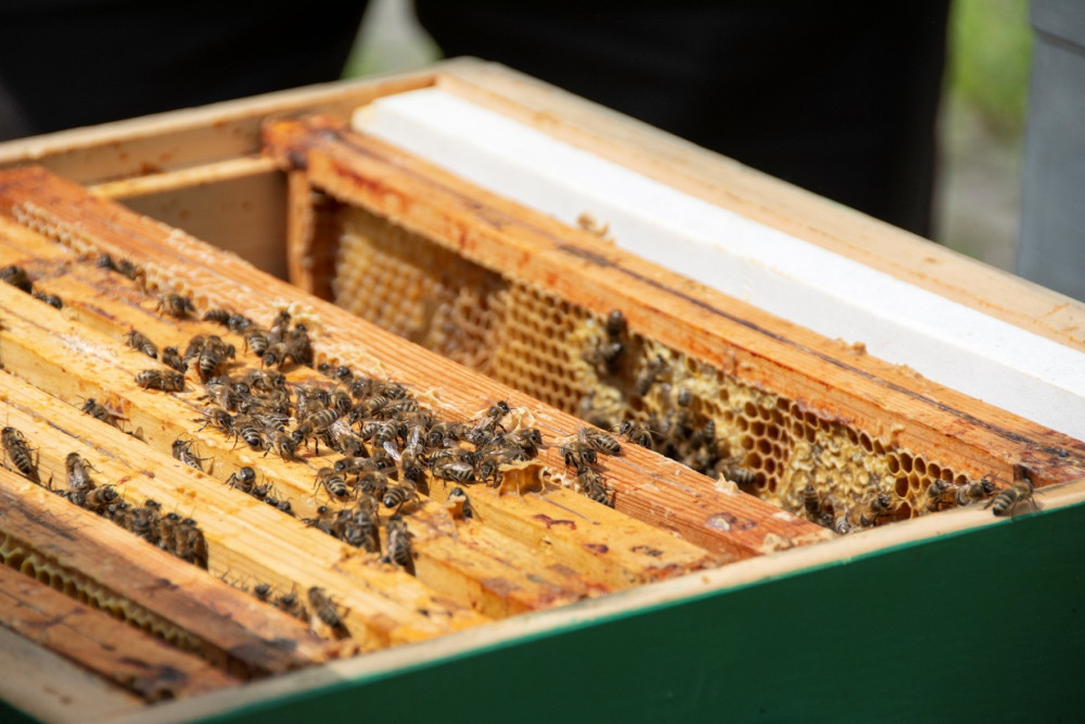 Bytom: Za nami Światowy Dzień Pszczół. Obchody święta w Pałacu w Miechowicach