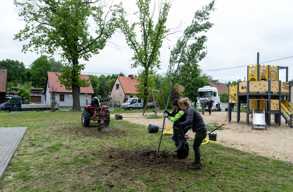 Władze Bytomia nasadzą 76 nowych drzew w mieście. Termin? Do końca maja