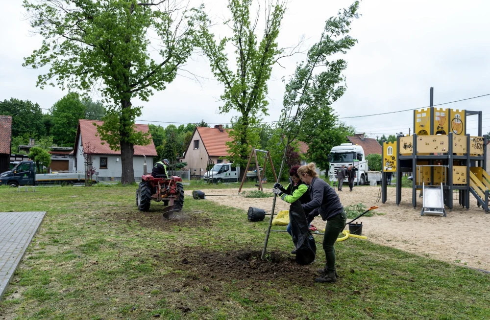 Władze Bytomia nasadzą 76 nowych drzew w mieście. Termin? Do końca maja