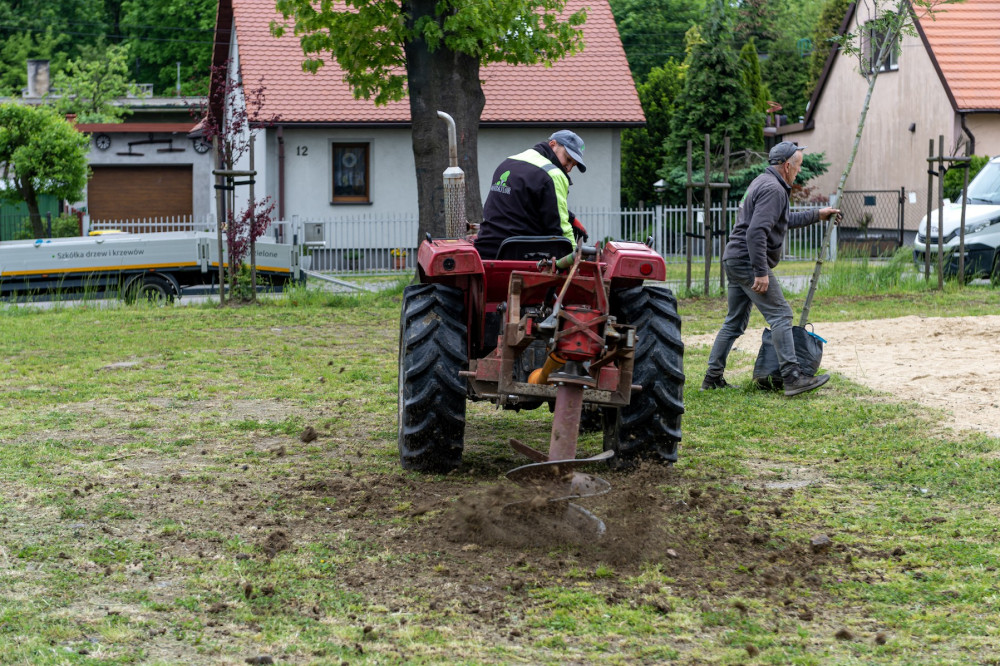 Władze Bytomia nasadzą 76 nowych drzew w mieście. Termin? Do końca maja