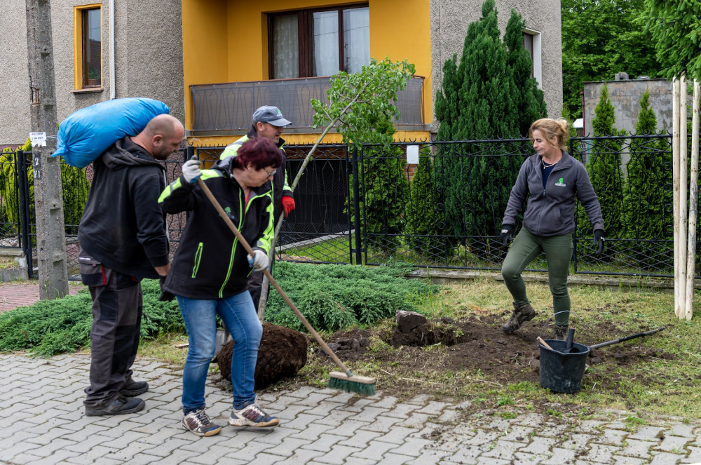 Władze Bytomia nasadzą 76 nowych drzew w mieście. Termin? Do końca maja