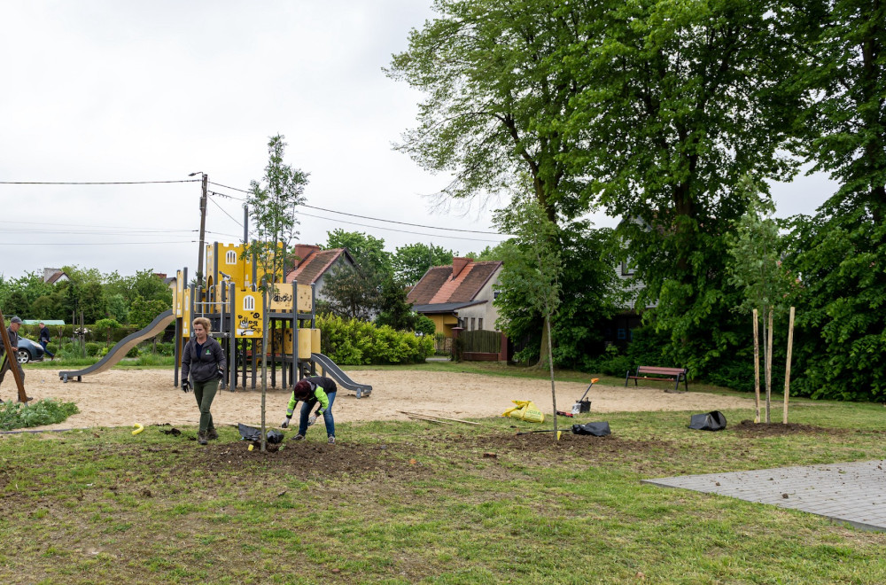 Władze Bytomia nasadzą 76 nowych drzew w mieście. Termin? Do końca maja