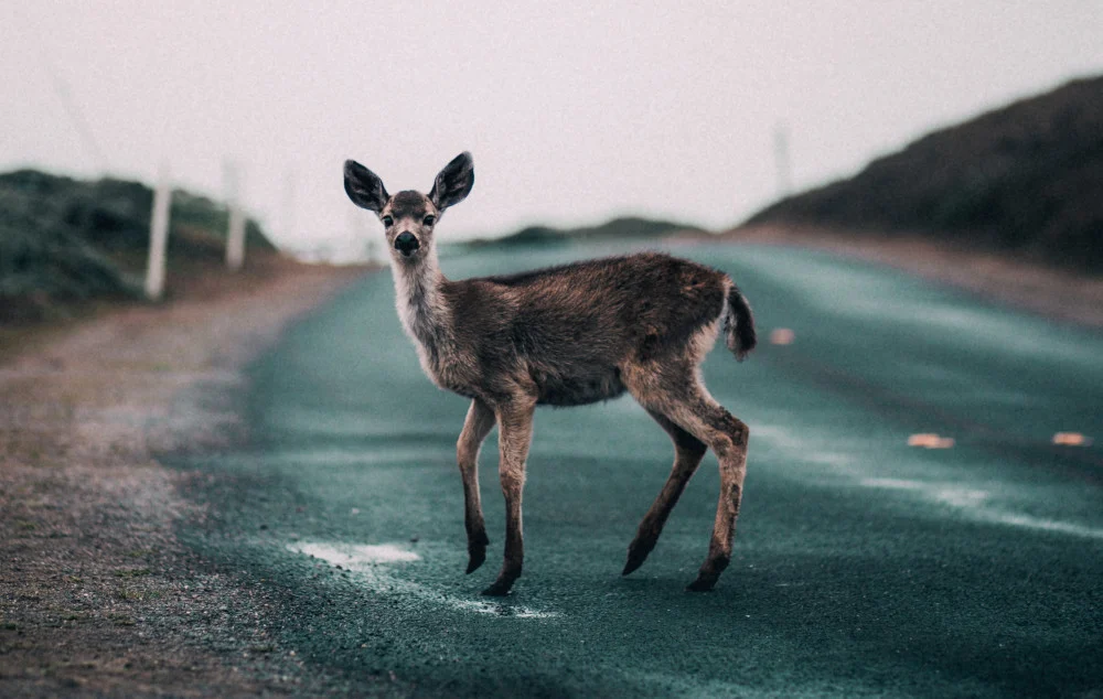 Mikołów: Coraz więcej potrąceń dzikich zwierząt w powiecie. Policja z apelem
