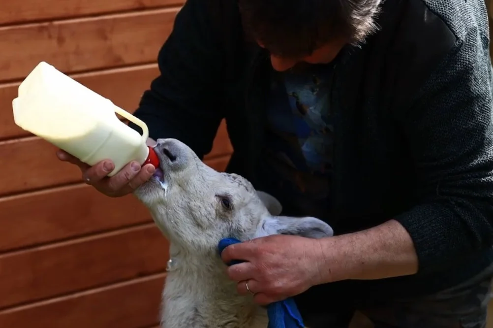 Nowa pacjentka Leśnego Pogotowia. Zobaczenie jej to „fart większy niż szóstka w Lotto”