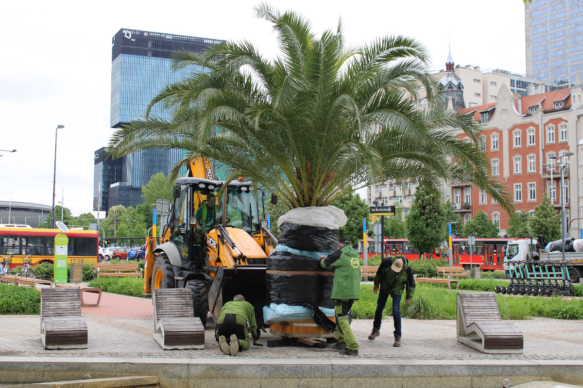 Katowickie palmy znowu na Rynku!