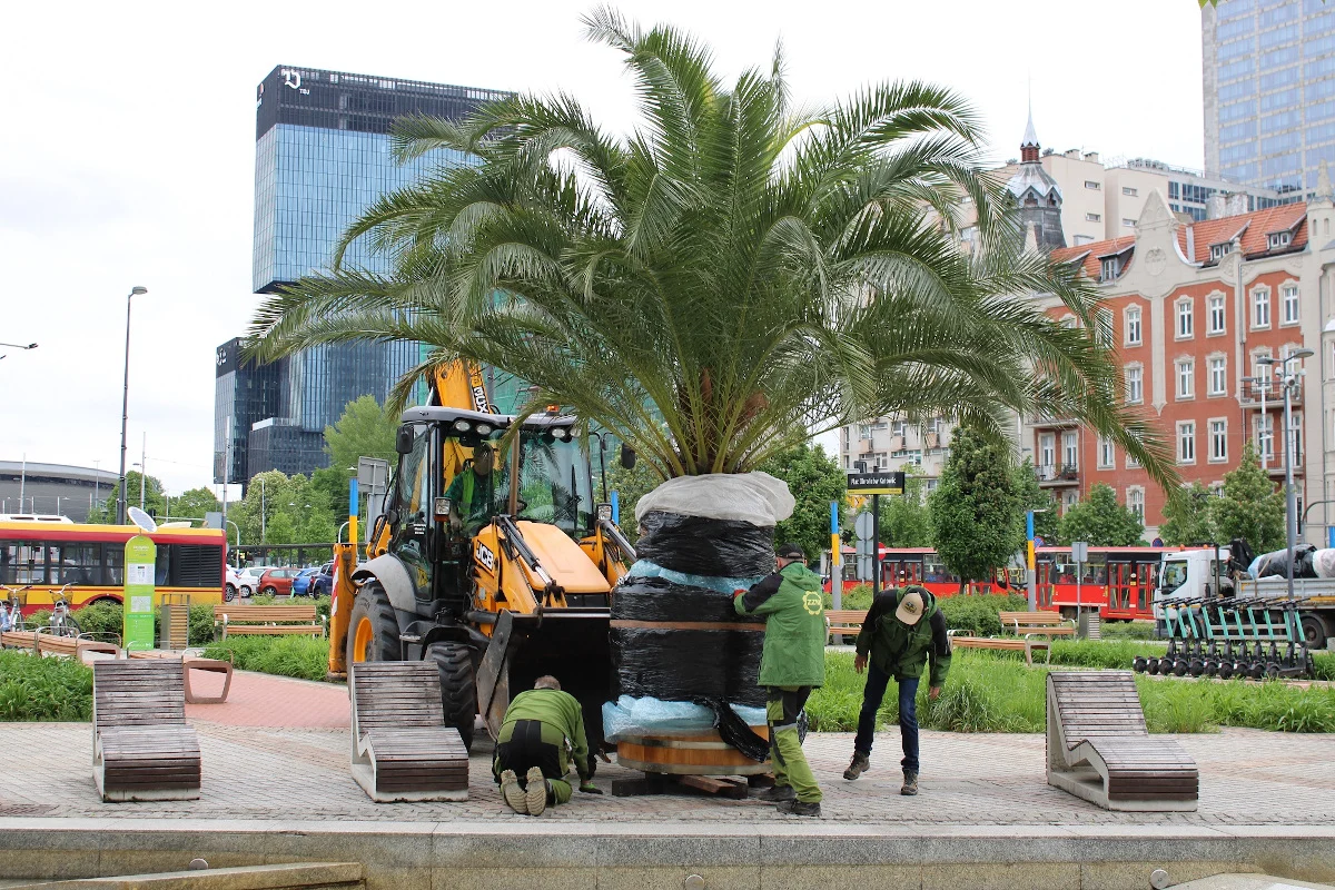 Katowickie palmy znowu na Rynku!