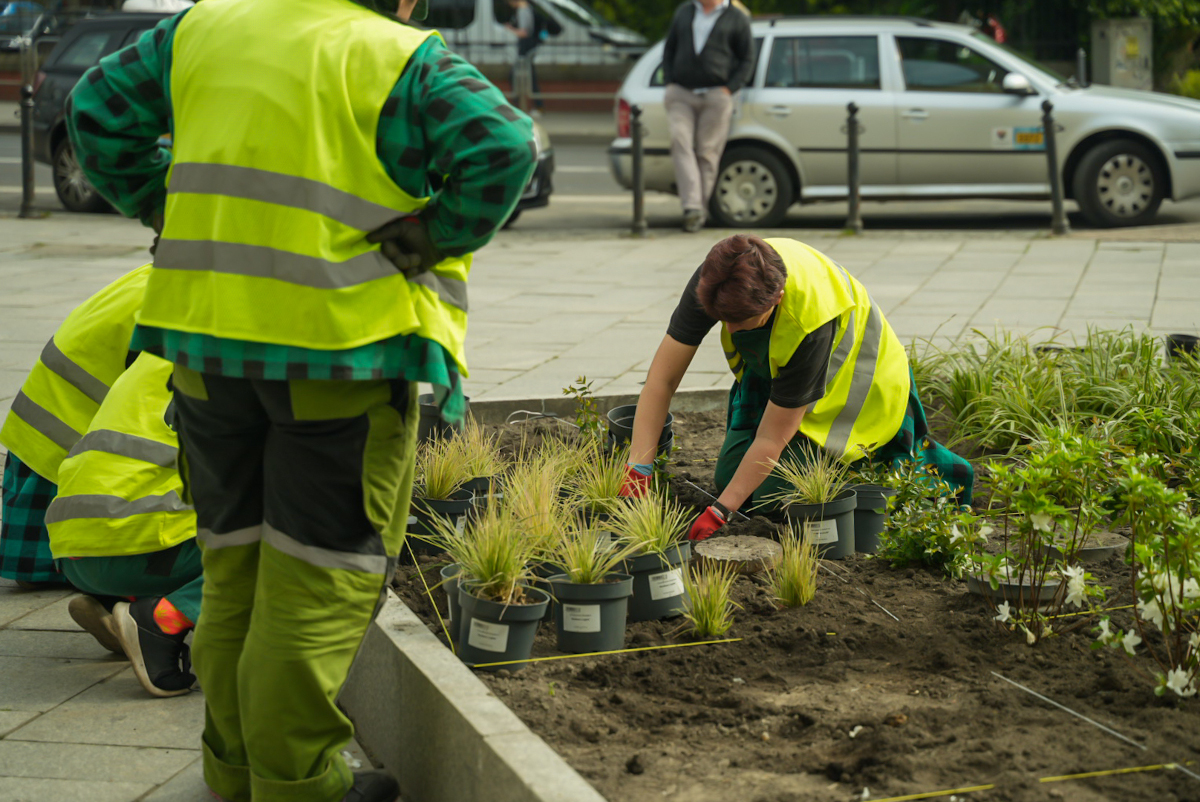 Nowe rośliny na Stawowej w Katowicach
