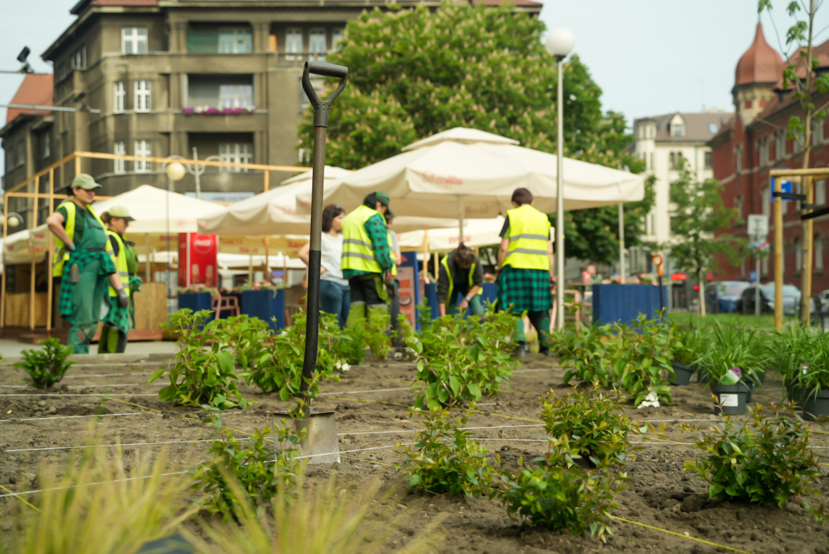Nowe rośliny na Stawowej w Katowicach