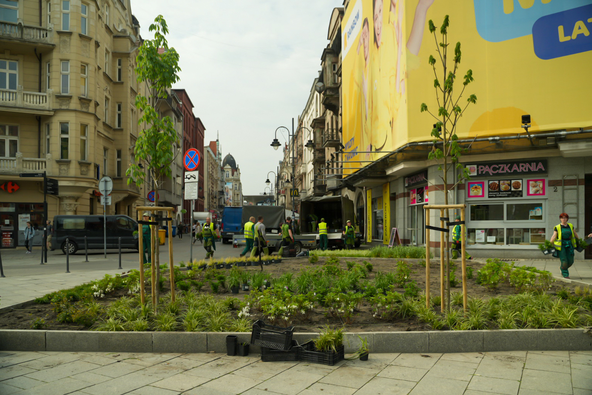 Nowe rośliny na Stawowej w Katowicach