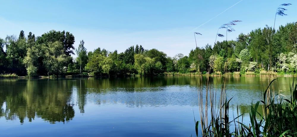 Co dalej z Żabimi Dołami? Prezydent Chorzowa prosi wojewodę o wstrzymanie decyzji