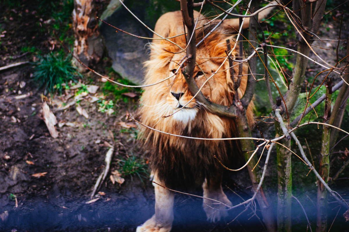 Rodzinne atrakcje w okolicy Żor. Gdzie spędzić wolny czas z dzieckiem?