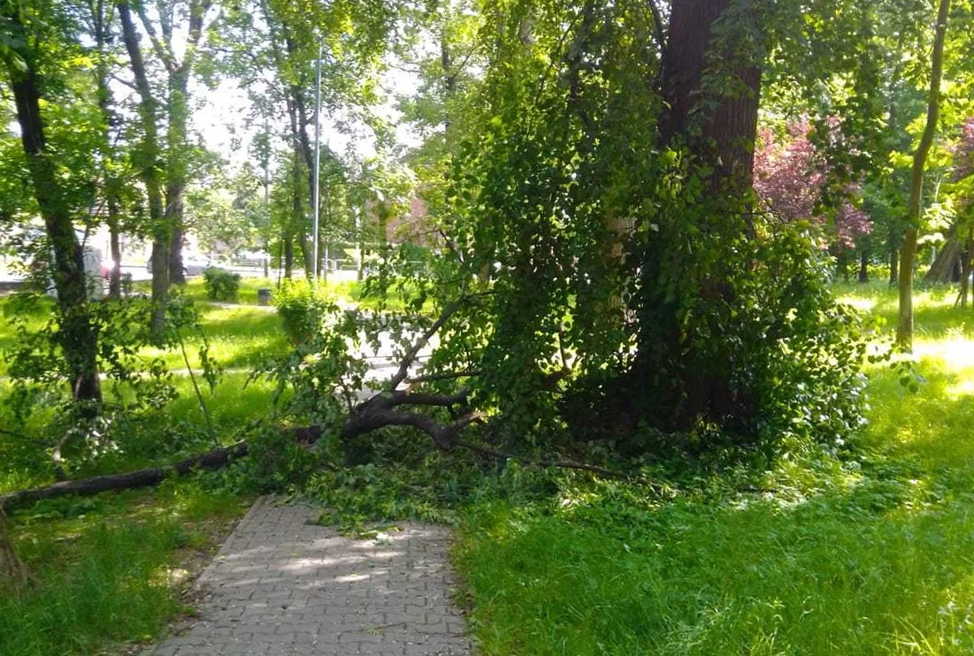 Zalane ulice i połamane drzewa to bilans piątkowej burzy i ulewnego deszczu