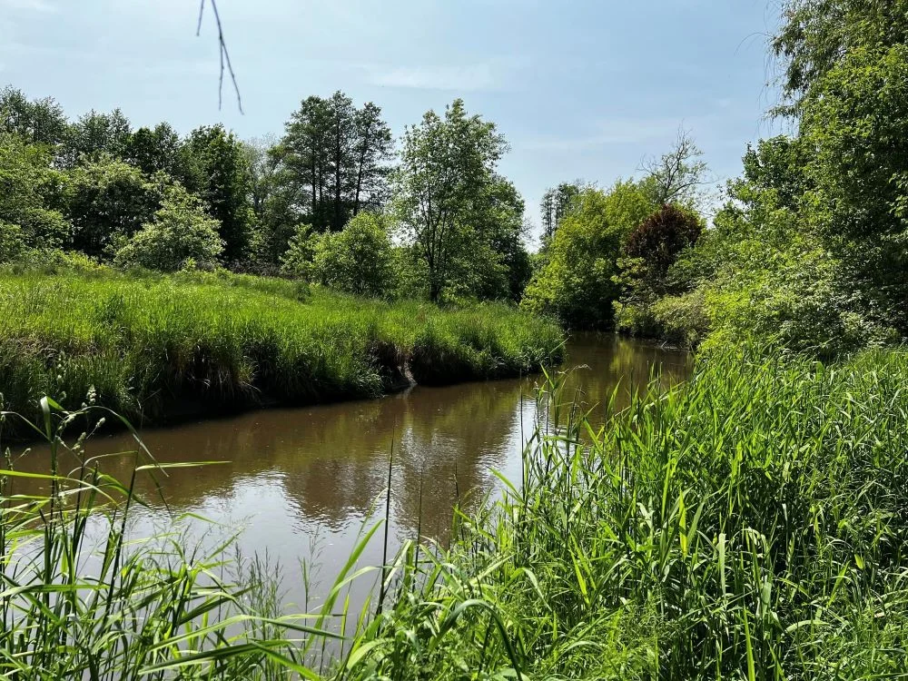 W Rudzie Śląskiej powstanie kolejny użytek ekologiczny?