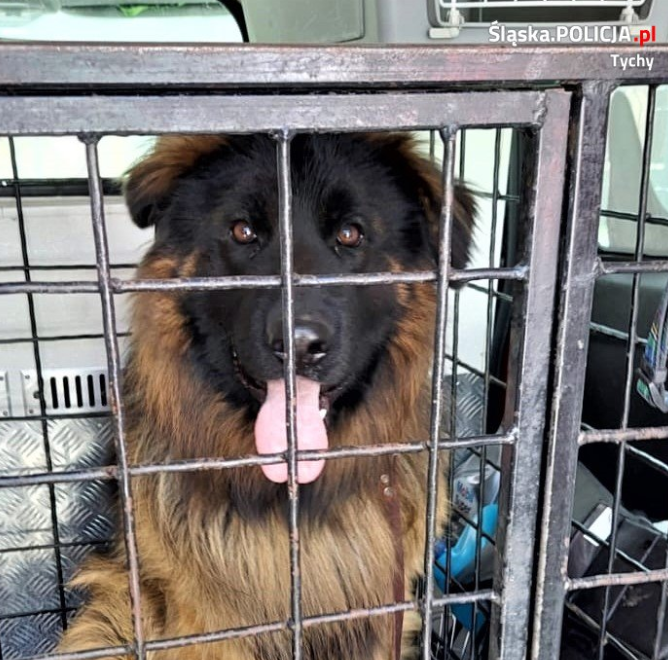 Policjanci odebrali psa nieodpowiedzialnemu właścicielowi w Tychach!