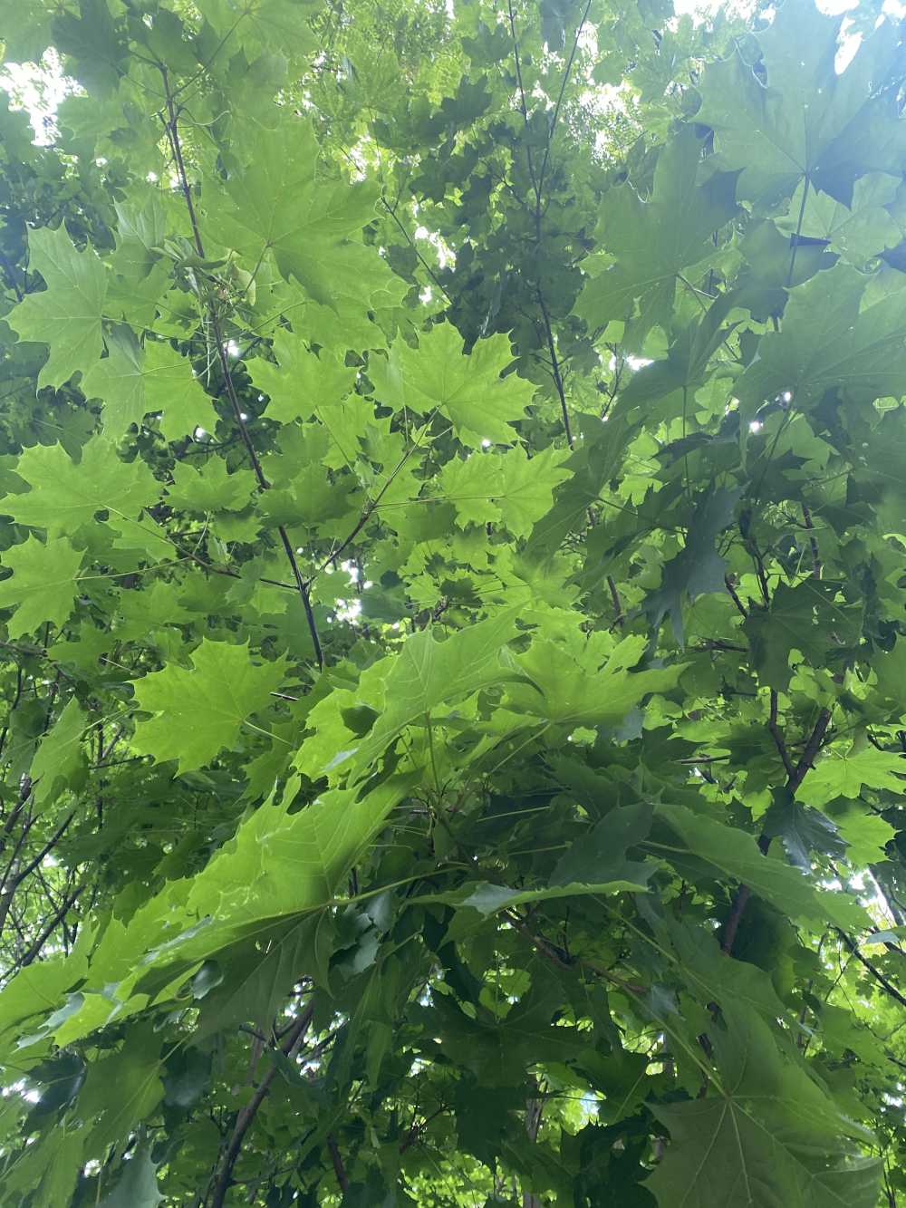 "Liczę na drzewa"! Podsumowanie szkolnej rywalizacji w Siemianowicach Śląskich