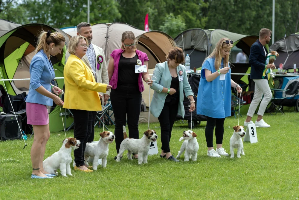 [ZDJĘCIA] Psie piękności ponownie w Szombierkach
