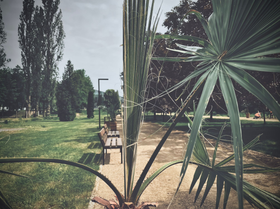 Sosnowiec powiększa ogród botaniczny