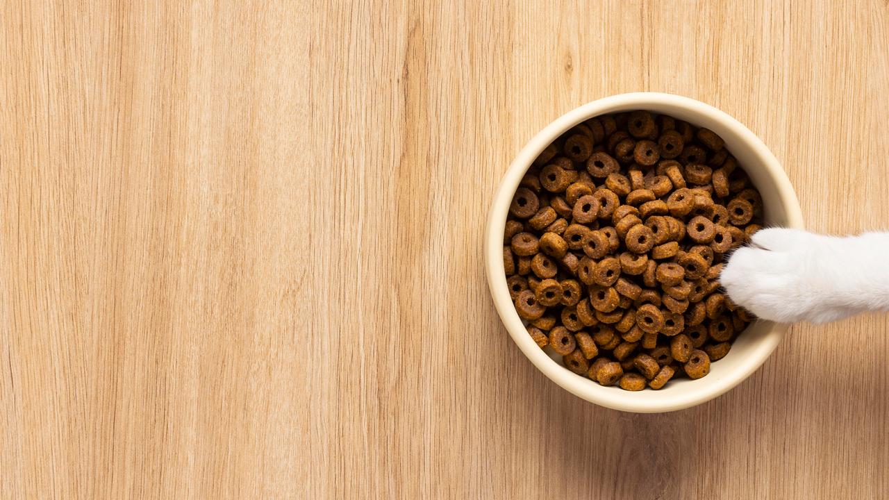 Przez żołądek do serca: jak karmić psa lub kota, aby zacieśnić więź?