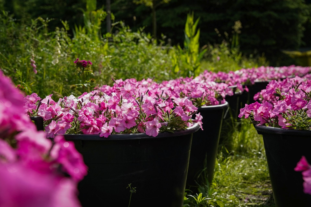 Kwiaty ozdobią dziedzińce i okolice budynków miejskich zasobów mieszkaniowych