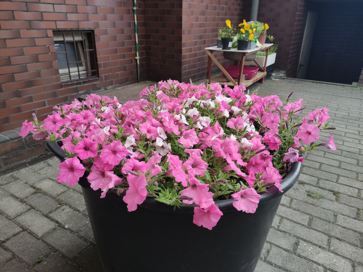 Kwiaty ozdobią dziedzińce i okolice budynków miejskich zasobów mieszkaniowych