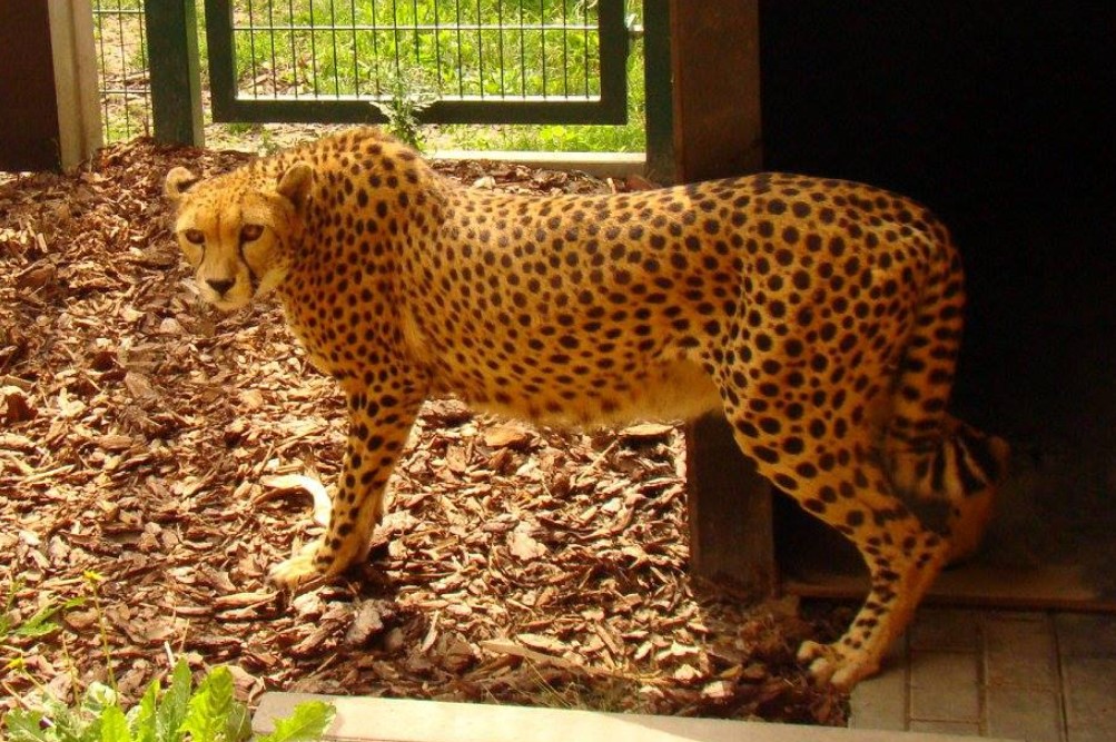 Internauci zbulwersowani przebiegiem porodu gepardów w śląskim zoo. Młode nie przeżyły