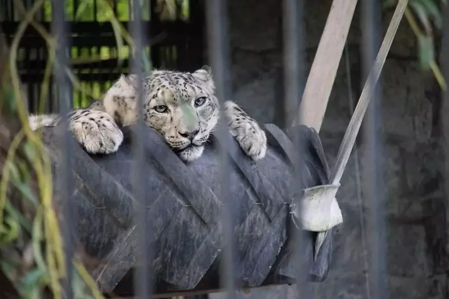 Śląski Ogród Zoologiczny: Jedna z największych atrakcji Parku Ślaskiego