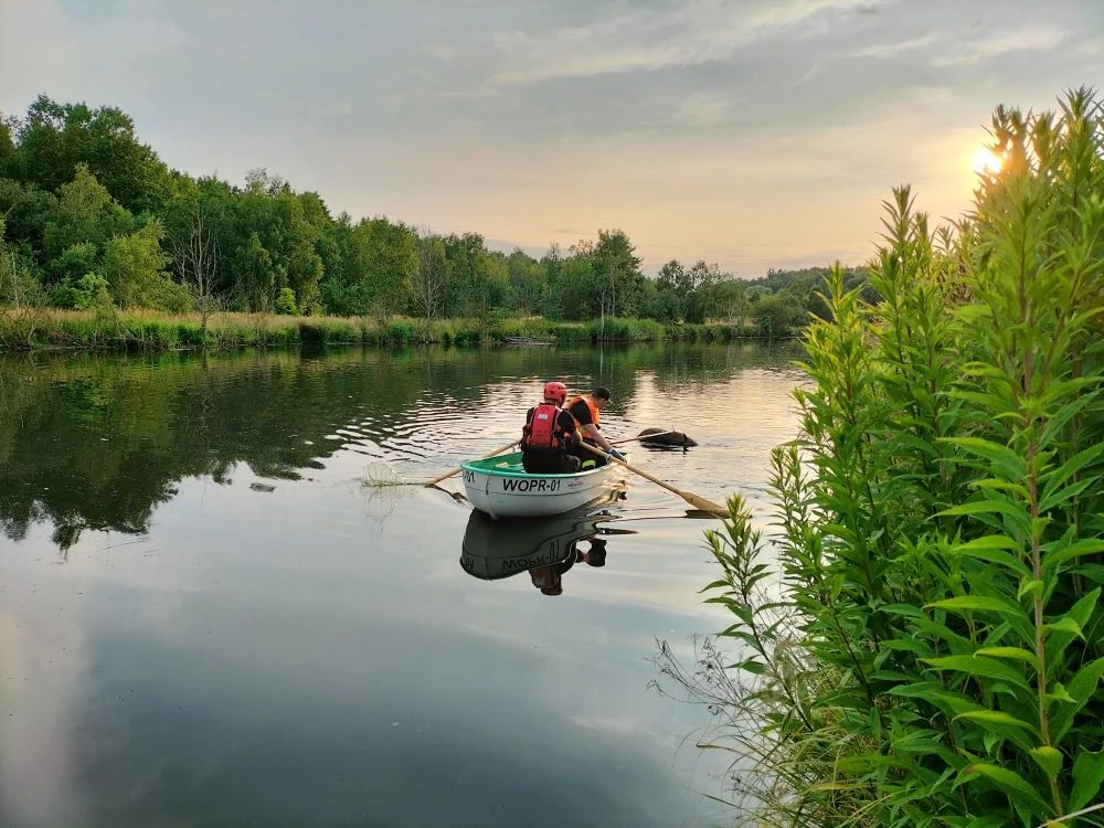 Truchło dzika w rozlewisku Kochłówki. Wody Polskie odmówiły podjęcia interwencji