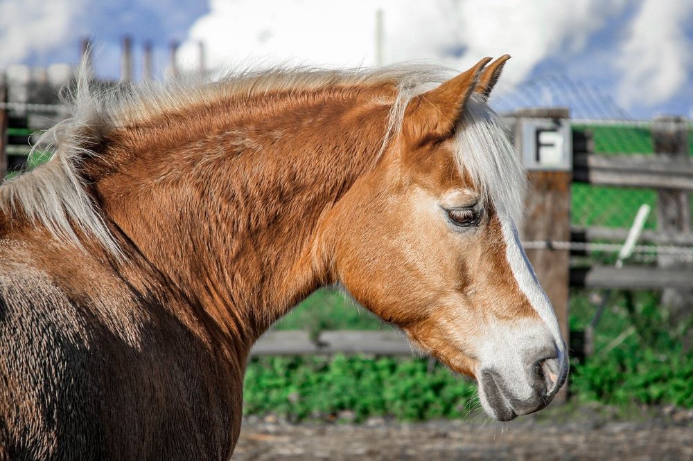 Lądowanie helikoptera LPR w Kochłowicach. 15-latka została uderzona przez konia