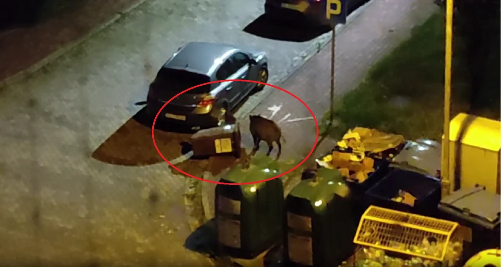 Ruda Śląska: Wielki dzik grzebał w śmietniku w środku miasta [NAGRANIE]