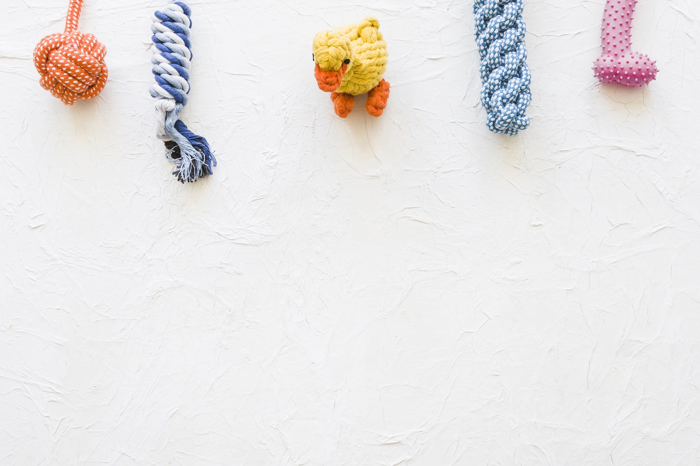 5 najlepszych sklepów zoologicznych, które sprawią, że Twój zwierzak będzie szczęśliwy!