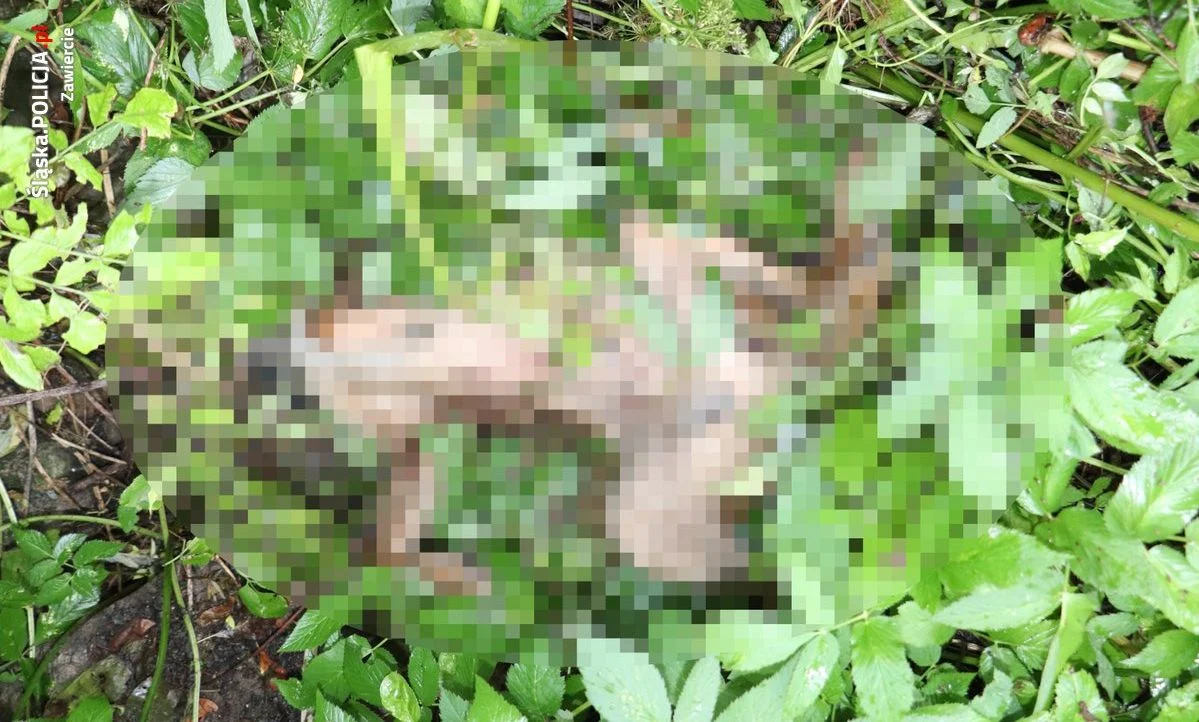 Uśmiercił dwa psy. Jednego z nich zaatakował widłami!