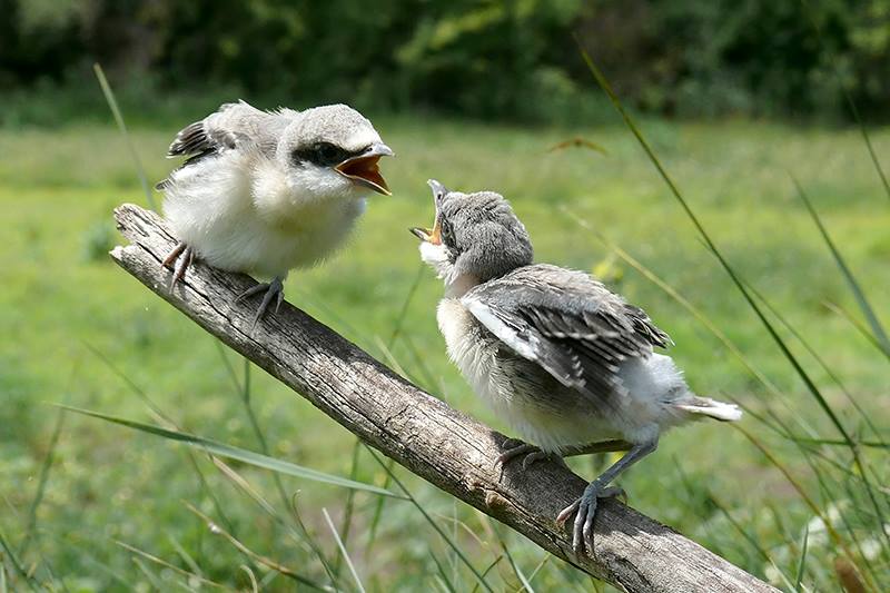 Ptaki na ziemi – co robić? Poznaj zasady!